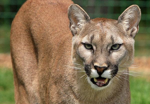 Mountain lions spotted on campus