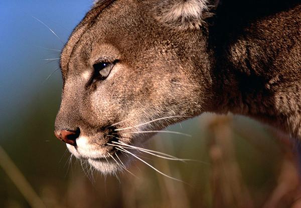 Mountain lion roams campus