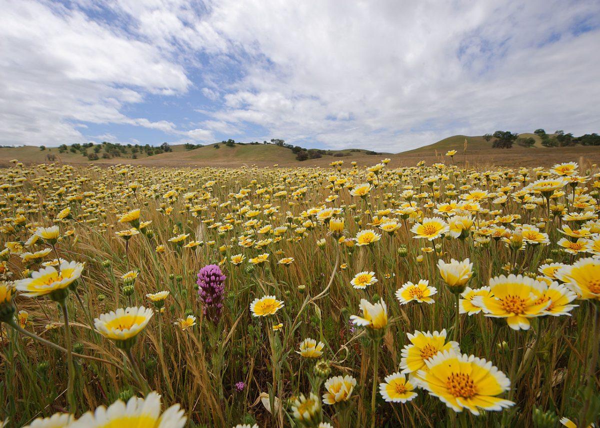 SLO named in top five most beautiful college towns list