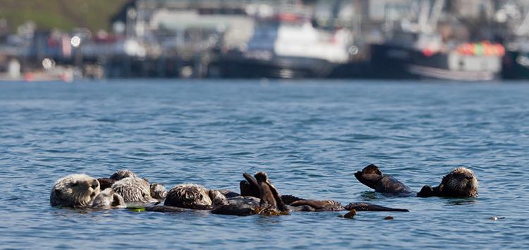 A raft of sea otters at Target Rock. Scenes from a walk near Morro Rock, including surfer, girl wading, sea otters, boater, and a foggy harbor scene.  31 Oct. 2011, Morro Bay, CA.
Photo Â© 2011 â€œMikeâ€ Michael L. Baird, mike {at] mikebaird d o t com, flickr.bairdphotos.com, Canon EOS 5D Mark II 21.1MP Full Frame CMOS Digital SLR Camera with Canon EF 300mm f/2.8L IS USM Telephoto Lens for Canon SLR Cameras, with no Circular Polarizer, handheld, RAW.â€¨To use this photo, see access, attribution, and commenting recommendations at http://www.flickr.com/people/mikebaird/#credit - Please add comments/notes/tags to add to or correct information, identification, etc.  Please, no comments or invites with badges, unrelated images, flashing icons, links to your photos, multiple invites, or invites with award levels and/or award/post rules.   Critique is always welcomed.