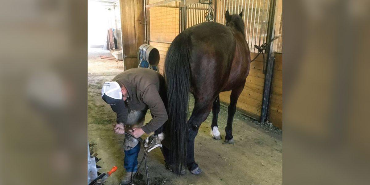 Local Horse Shoer prepares Cuesta for showtime