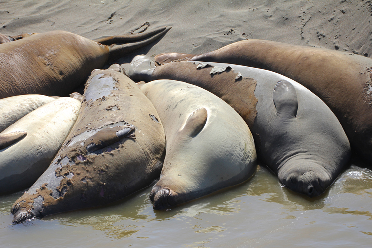 Elephant seals gather to molt on the coast at Piedras Blancas Elephant Seal Rookery, near San Simeon.