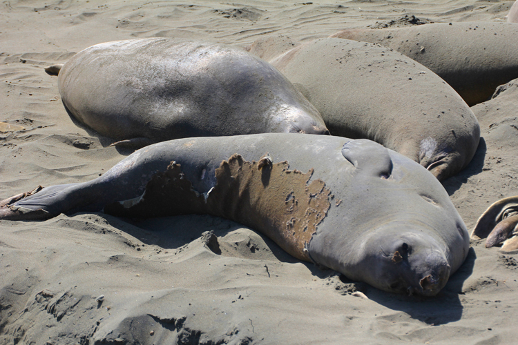 Catastrophic molt in elephant seals, Piedras Blancas Elephant Seal Rookery.