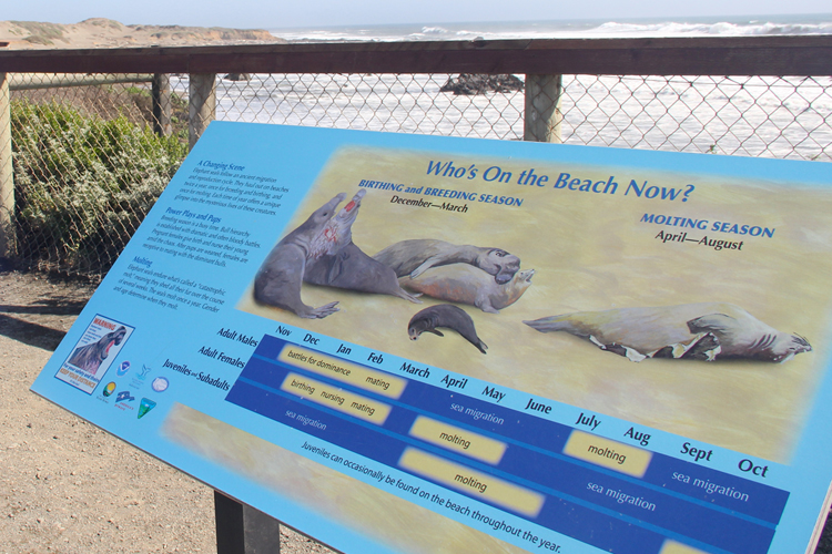 An information display showing the different stages of the elephant seals at the rookery.