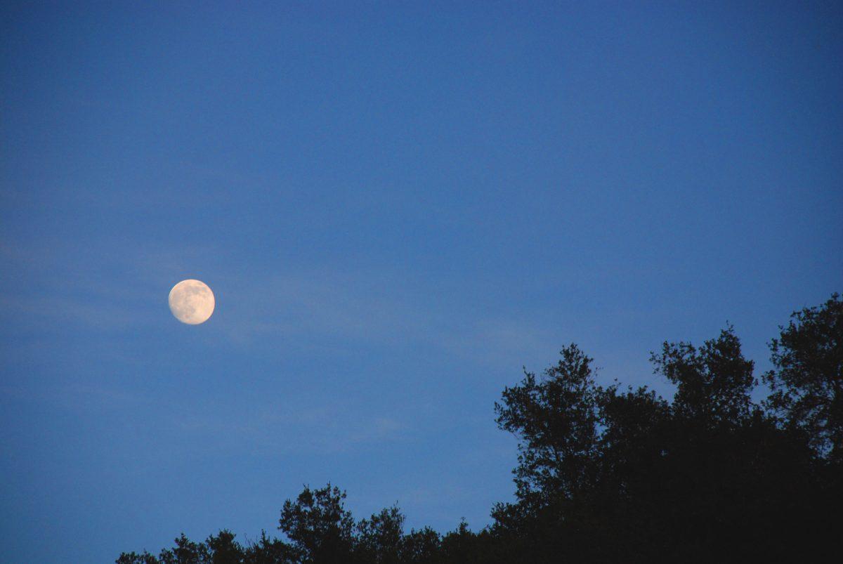 The full moon rising over an oak tree in Paso Robles, Calif. Photo by Heather Sigler