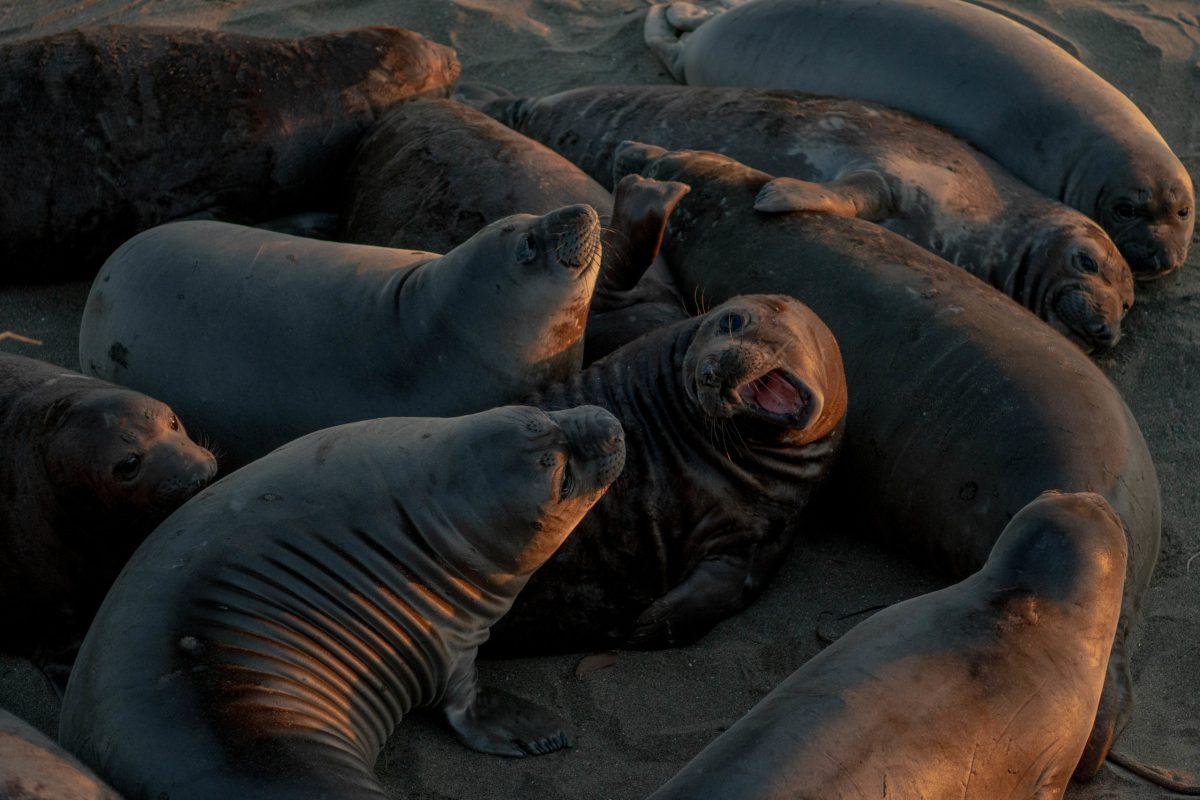 Young elephant seals on the beach in San Simeon. Photo by Dustin Gil