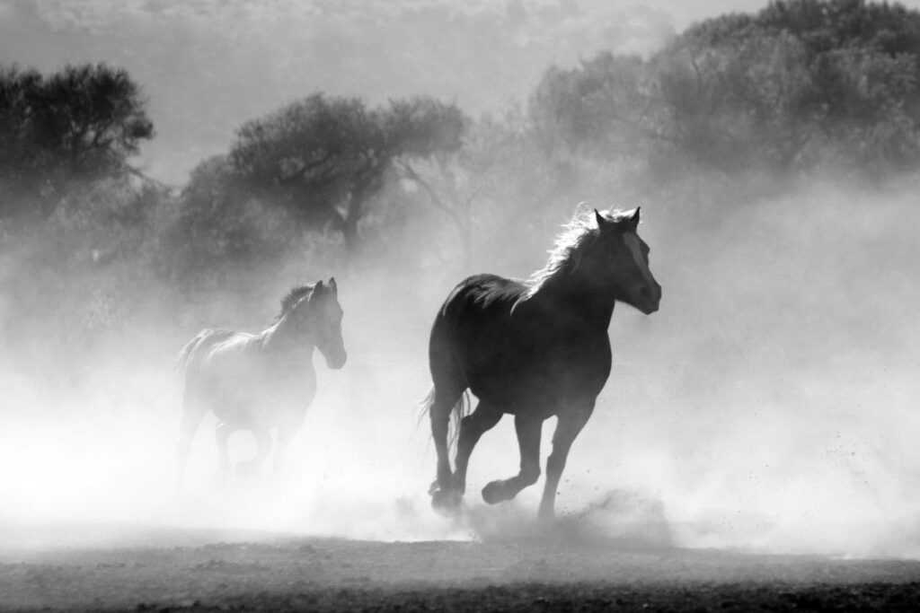 Horses kicking up dust. Photo by Pixabay
