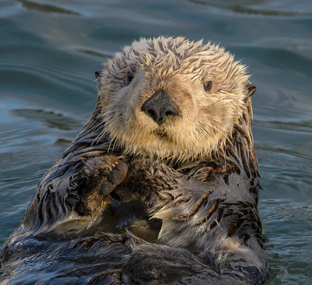 Close-up of a sea otter in Morro Bay, Calif., in 2016. Photo by Marshal Hedin