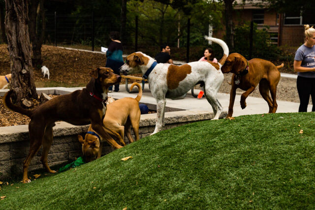 Ellsworth Urban Dog Park in Silver Spring, Md., is one of many providing canines health benefits like exercise, social development and more.