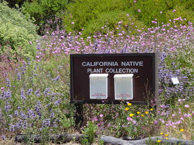 The natural beauty of California native plants.