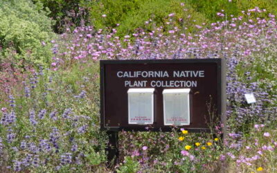 Absorbing the benefits of native plants on college campuses