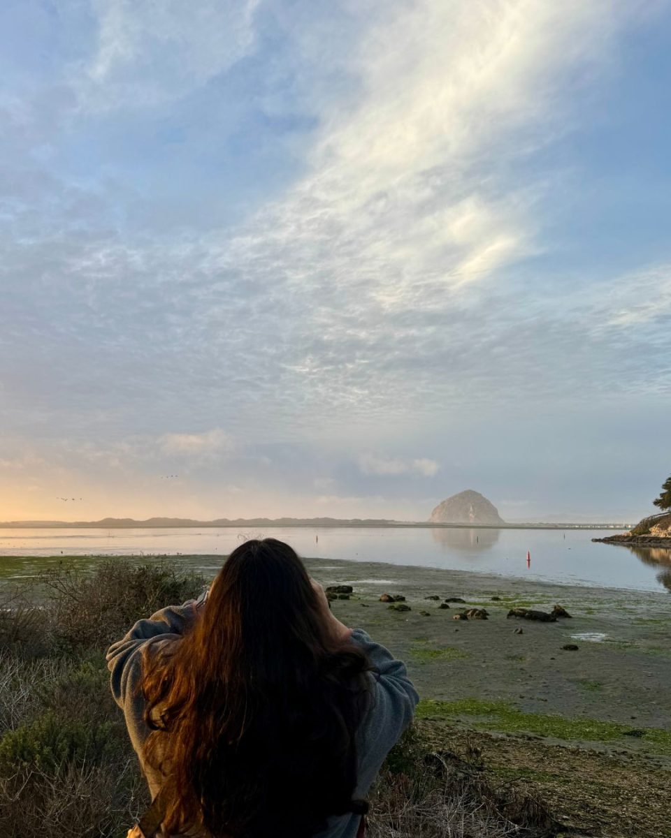 Morro Bay State Park is a great place to start your bird watching journey. The park is about 8 miles away from the Cuesta College Campus and offers plenty of trails leading to different access points to the bay. 