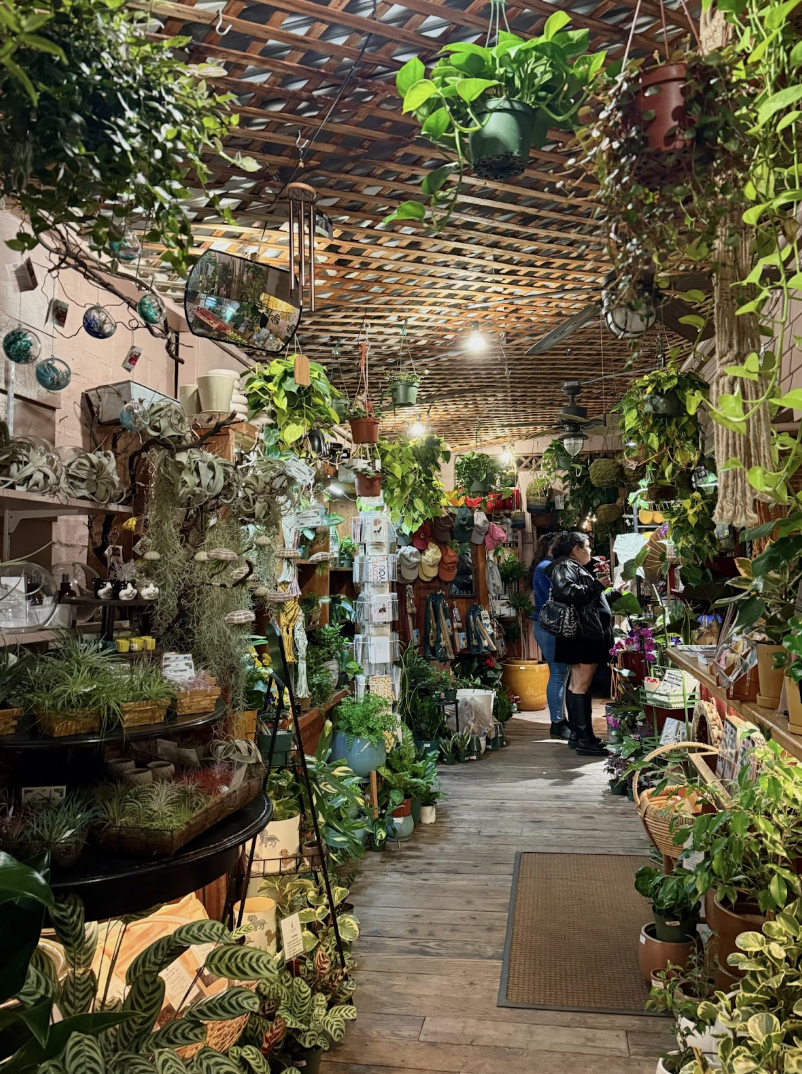 Plants hanging from the ceilings and surrounding the pathway in Growing Grounds, Downtown San Luis Obispo. Merchandise is spread around the store.
