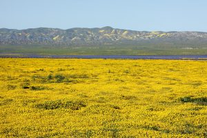 The Carizzo Plain during a spring bloom. Photo by Alan Vernon, CC BY 2.0 via Wikimedia Commons