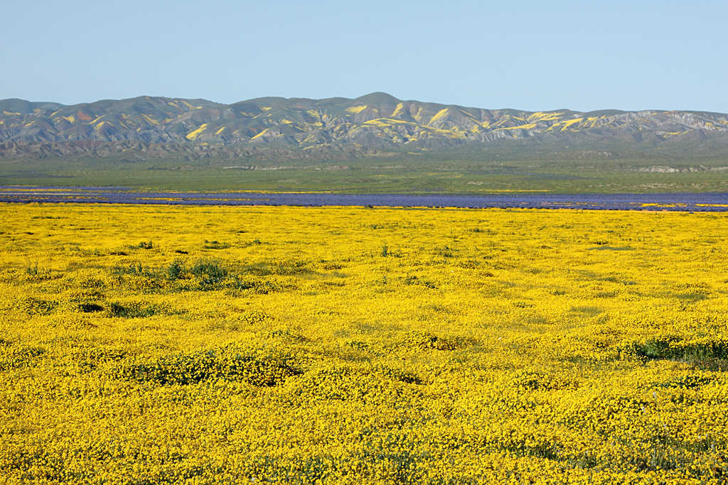 The Carizzo Plain during a spring bloom. Photo by Alan Vernon, CC BY 2.0 via Wikimedia Commons